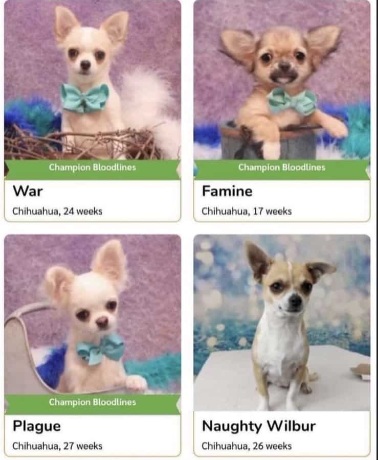 A screenshot from a pet adoption website that is showing four chihuahuas who have been hilariously and menacingly named War, Famine, Plague, and Naughty Wilbur.