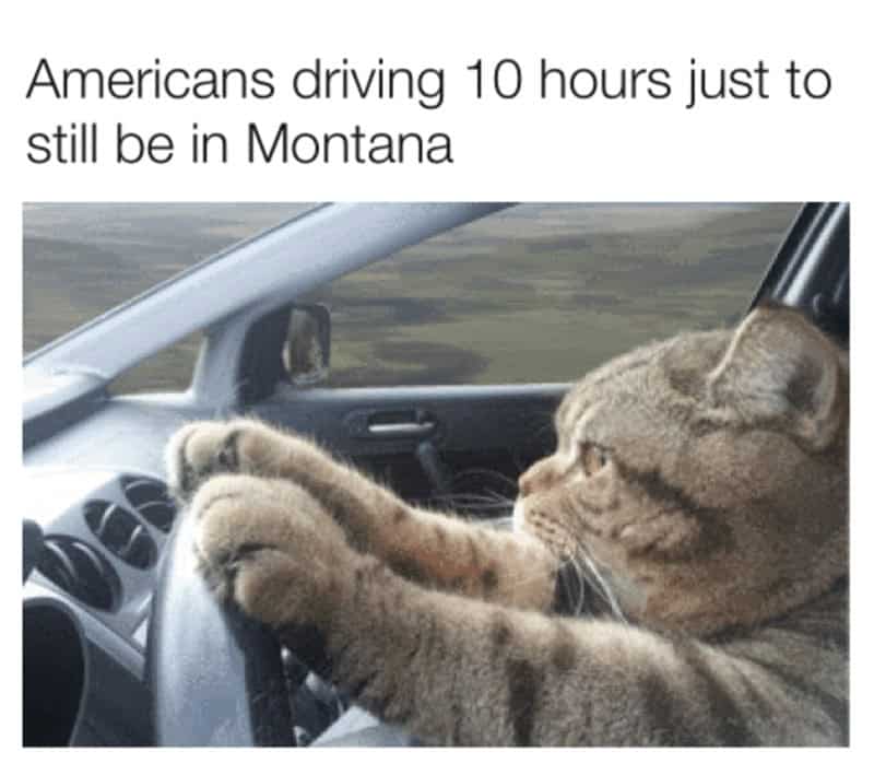 A funny meme of a cat driving a car with a caption about the vast size of states like Montana.