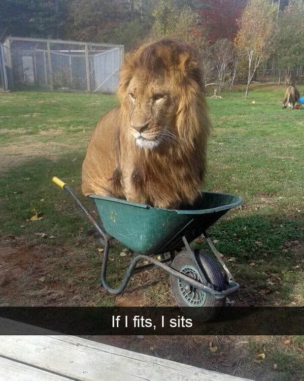 An animal meme of a large lion sitting in a small wheelbarrow, "If I fits, I sits."