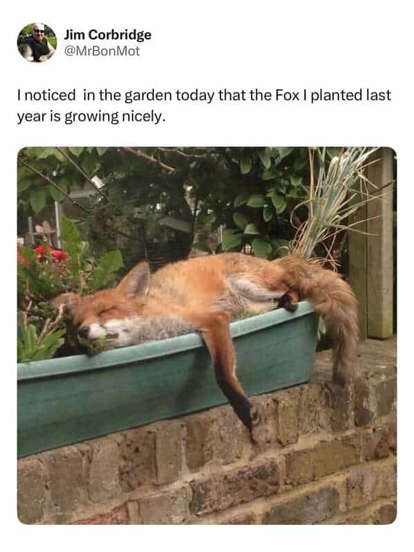 An animal meme of a tweet showing a cute fox sleeping in a garden planter box