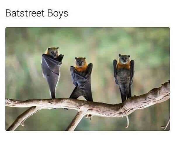 A funny animal meme of three bats posing on a branch, called the "Batstreet Boys."