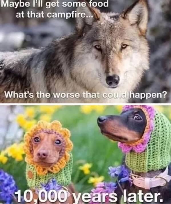 An animal meme showing a wolf evolving into two small dogs wearing cute bonnets.