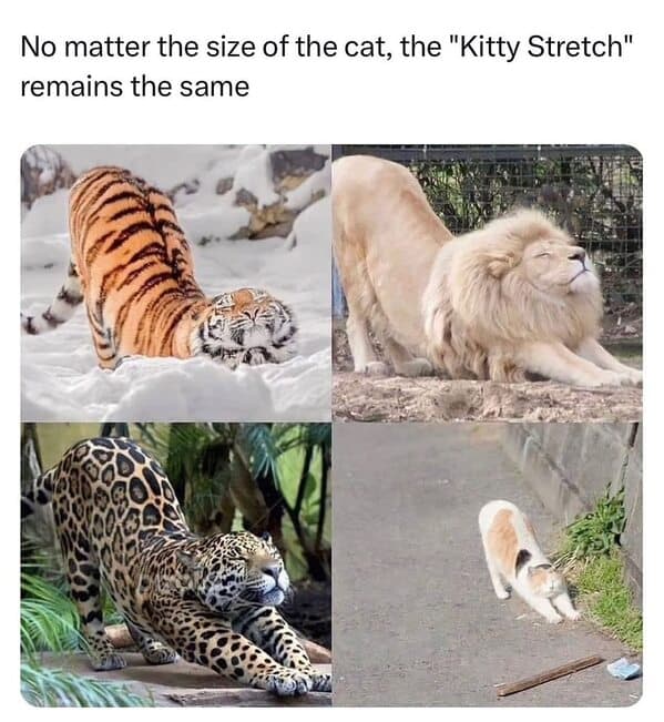 An animal meme showing big cats like tigers and lions doing the same kitty stretch as housecats