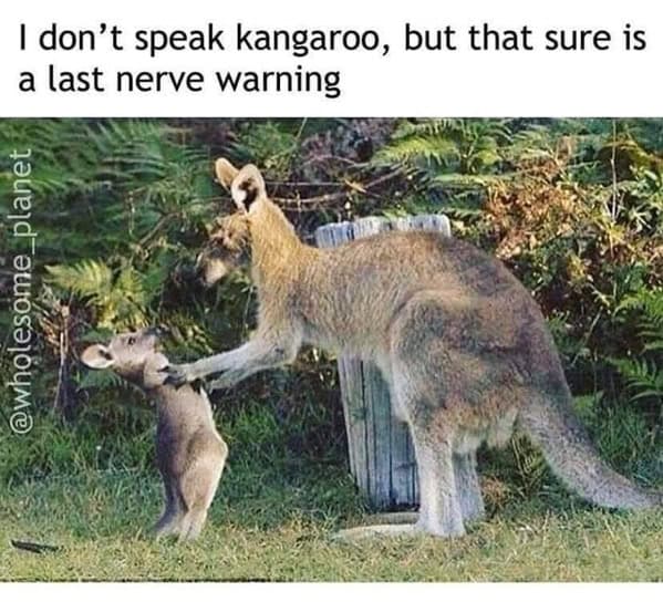 A funny animal meme of a mother kangaroo seemingly scolding her joey.