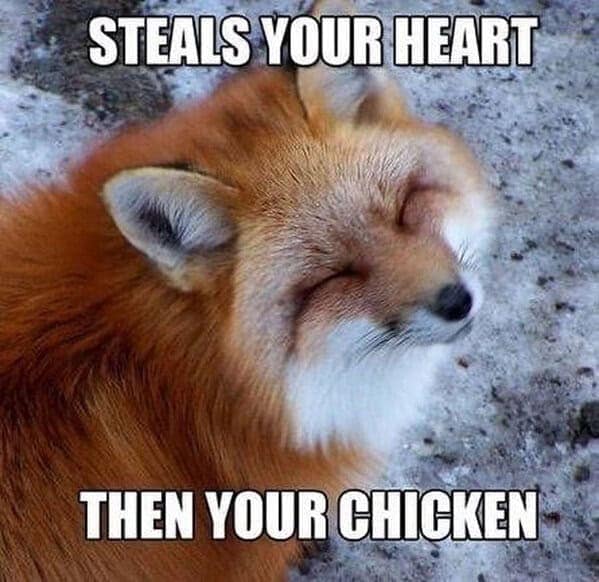 An animal meme of a smug fox that "steals your heart, then your chicken."
