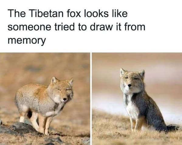 An animal meme joking that the strange-looking Tibetan fox was drawn from memory