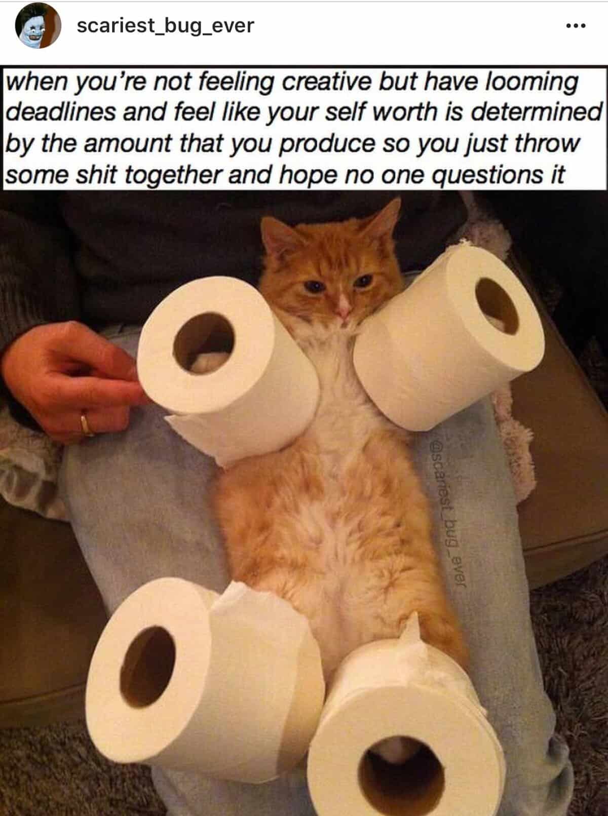 A meme of a cat covered in toilet paper representing an artist frantically throwing a project together to meet a deadline.
