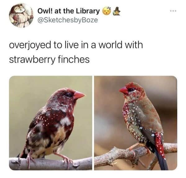 Tweet praising “strawberry finches” with two close-ups of red, speckled finches on branches.