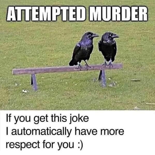Two crows perched on a bench with the caption “ATTEMPTED MURDER.”
