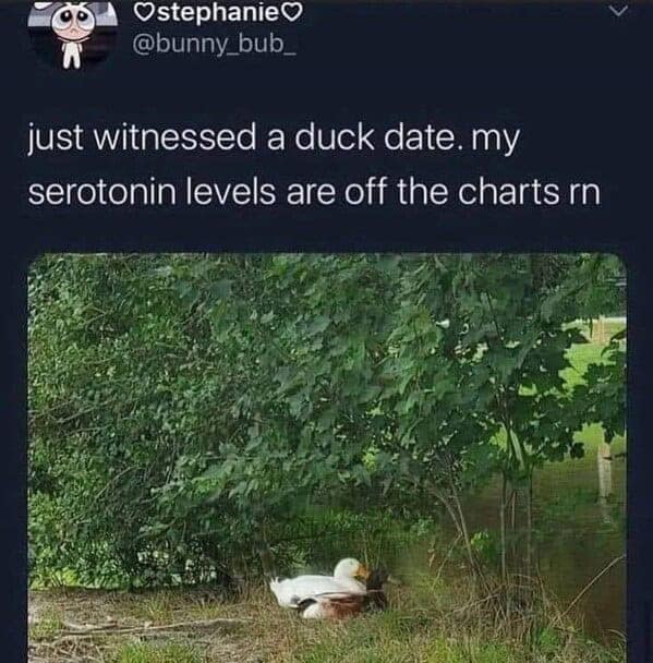 Tweet about witnessing a “duck date” above a photo of two ducks cuddled by a leafy pond.