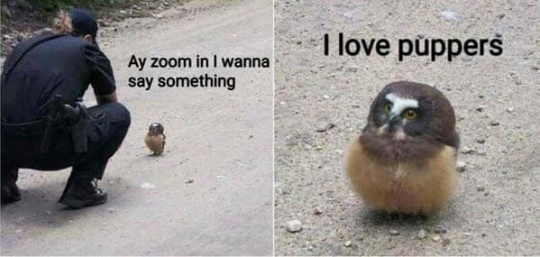 Two-panel: officer crouches by a tiny round owl; close-up owl says “I love puppers.”