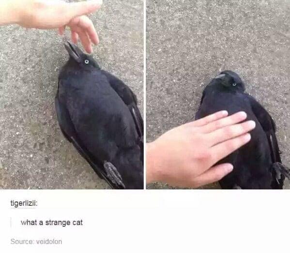Two photos of a black crow lying on its back getting belly rubs; caption jokes “what a strange cat.”