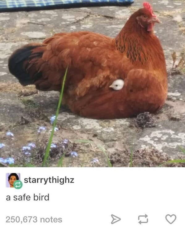 Red hen sitting with a chick’s head peeking from her side; caption reads “a safe bird.”