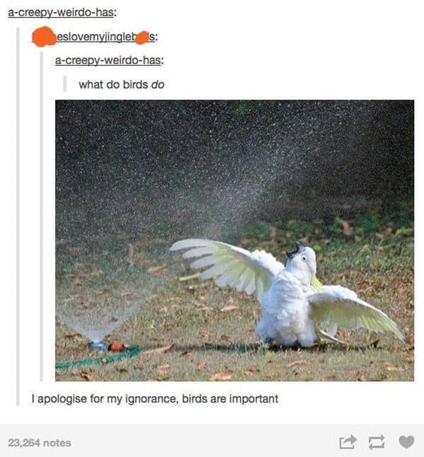 Tumblr thread asking “what do birds do” paired with a white cockatoo spreading wings in a sprinkler.