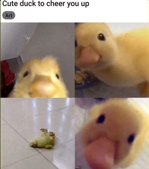 Four-panel collage of a curious yellow duckling—two extreme close-ups, one distant flop on tile.