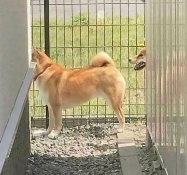 A blursed image of one Shiba Inu's head poking through a fence, looking like a monster.