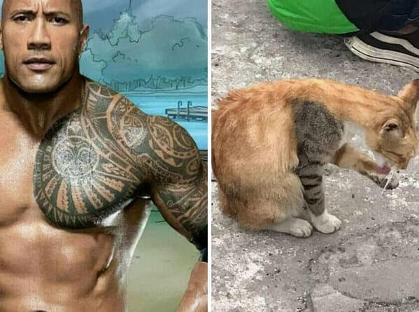A blursed image comparing The Rock's iconic bull tattoo to a cat's fur pattern.