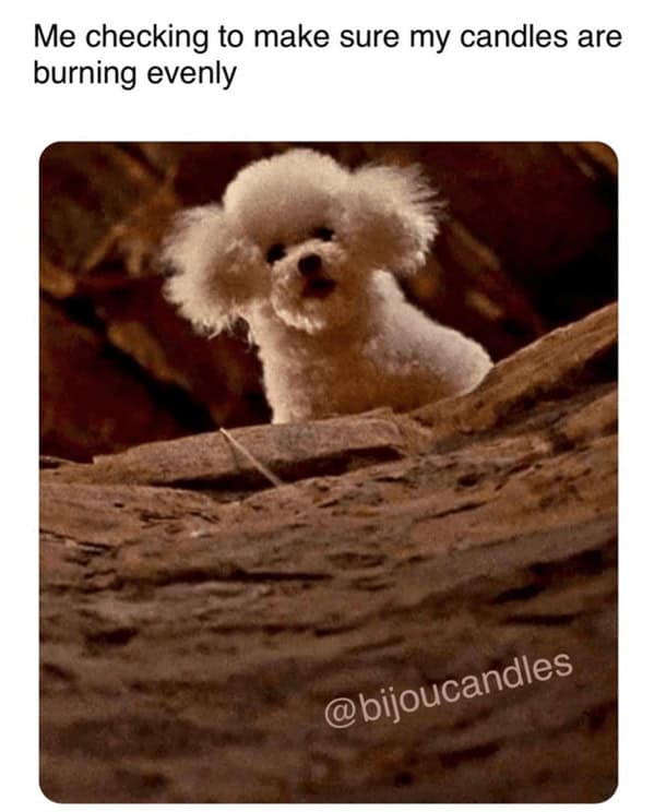 A cute dog meme about the serious business of checking to make sure your scented candles are burning evenly.
