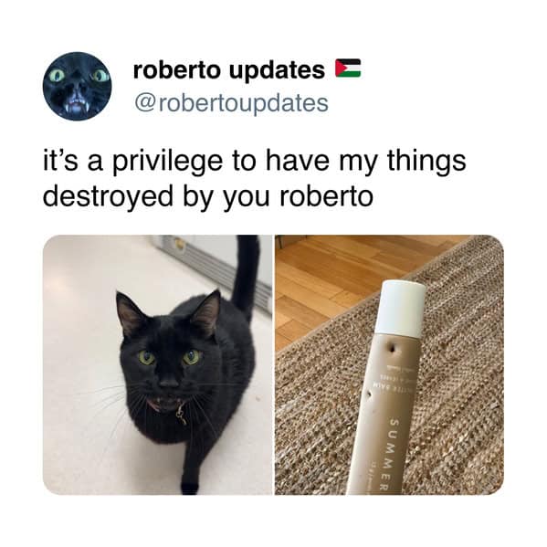 A funny cat meme about it being a "privilege" to have your things destroyed by your cat.