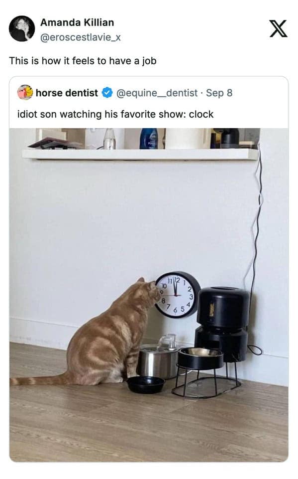 A funny cat meme about a cat staring intently at a clock, referred to as an "idiot son."