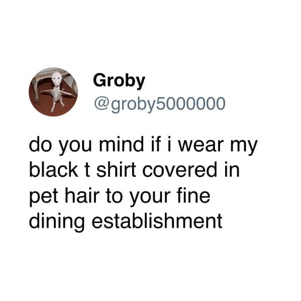 A funny dog meme tweet asking if it's okay to wear a shirt covered in pet hair to a nice restaurant.