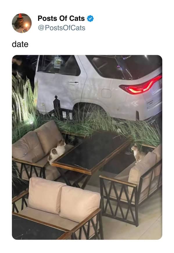 A funny cat meme showing two cats sitting at a patio table as if they are on a date.