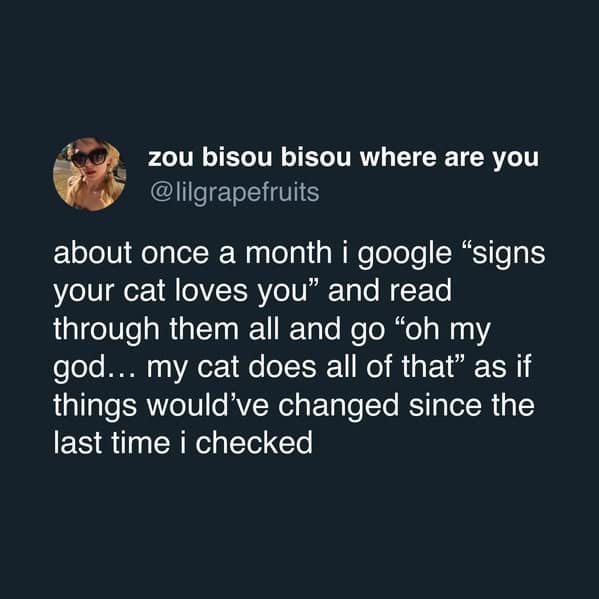 A funny cat meme tweet about constantly Googling "signs your cat loves you" for reassurance.