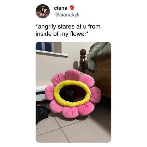 A funny cat meme of a black cat staring angrily from inside a pink and yellow flower-shaped cat bed.