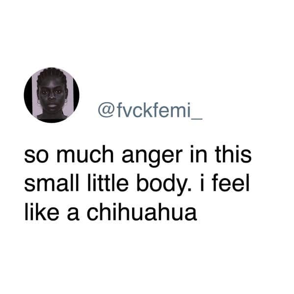 A funny dog meme tweet about having a lot of anger in a small body, just like a chihuahua.