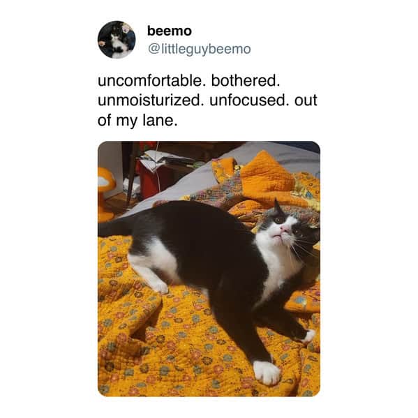 A funny cat meme of a tuxedo cat looking bothered, with a caption listing all of its problems.
