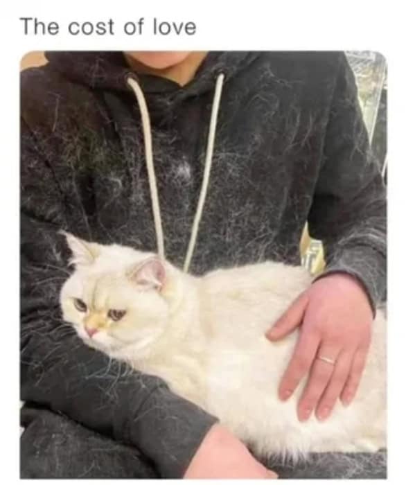 A cat meme showing a black hoodie covered in white cat hair, described as "the cost of love."