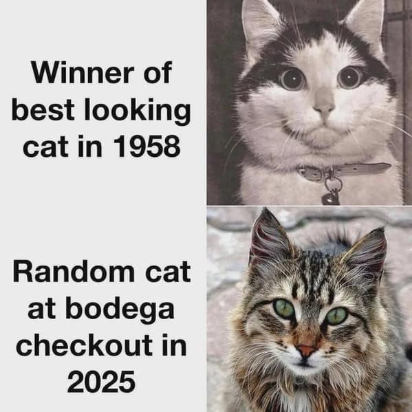 A funny cat meme comparing the handsome winner of a 1958 cat show to a ruggedly handsome modern bodega cat.