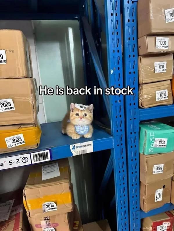 A funny cat meme of a tiny kitten with a bow tie sitting on a warehouse shelf, captioned "He is back in stock."
