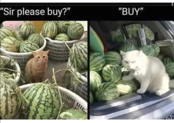 A funny cat meme showing two different cats with two very different sales pitches for their watermelons.