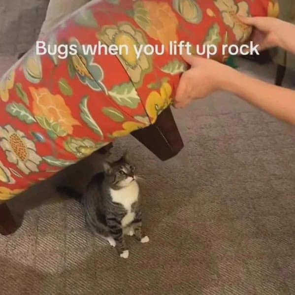 A funny cat meme comparing a cat under a couch cushion to a bug you find when you lift up a rock.