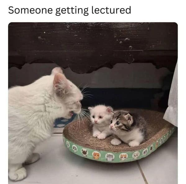 A funny cat meme of a mother cat looking like she is angrily lecturing two very small, guilty-looking kittens.
