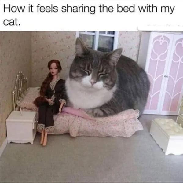 A funny cat meme showing a giant cat taking up most of the space in a tiny doll bed.