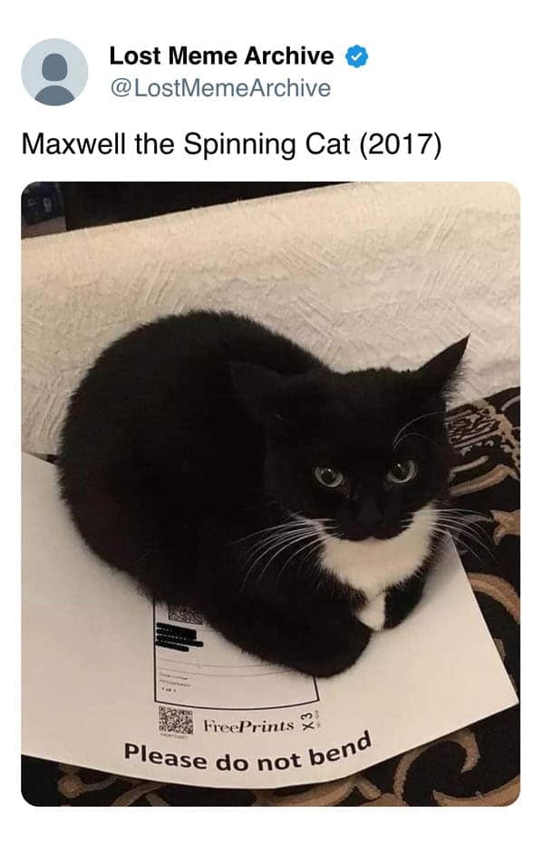 A tweet showing the origin of the "Maxwell the Spinning Cat" meme: a tuxedo cat sitting on an envelope.
