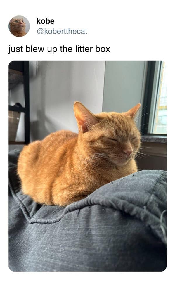 A hilarious tweet from a cat's perspective, featuring a smug orange cat who "just blew up the litter box."