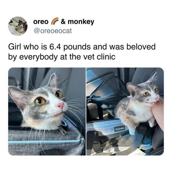 Two adorable photos of a small, beloved cat looking cute in its carrier at the vet clinic.