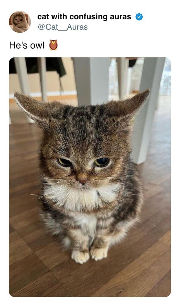 A funny photo of a grumpy-looking kitten with its ears folded back in a way that makes it resemble an owl.