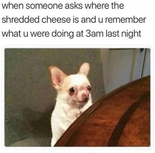 A funny meme with a guilty-looking chihuahua for when you get caught eating cheese late at night.