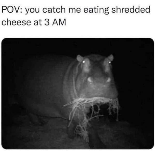 A funny POV meme of a hippo with its mouth full, representing eating shredded cheese at 3 AM.