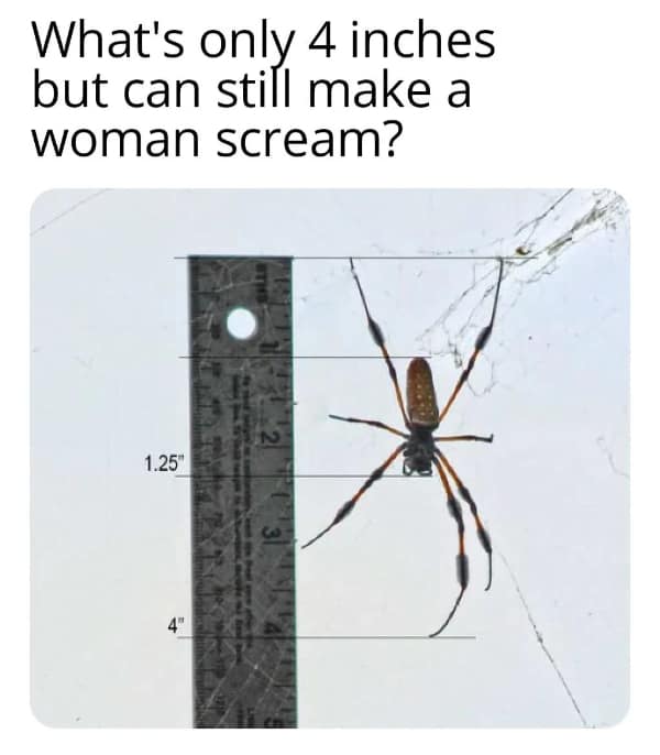 A classic meme with a dirty riddle that is answered by a picture of a 4-inch spider.