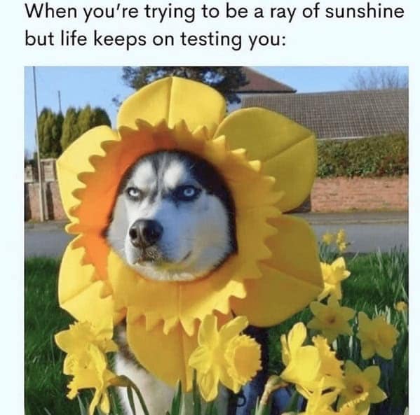Husky wearing a bright yellow daffodil costume surrounded by flowers.