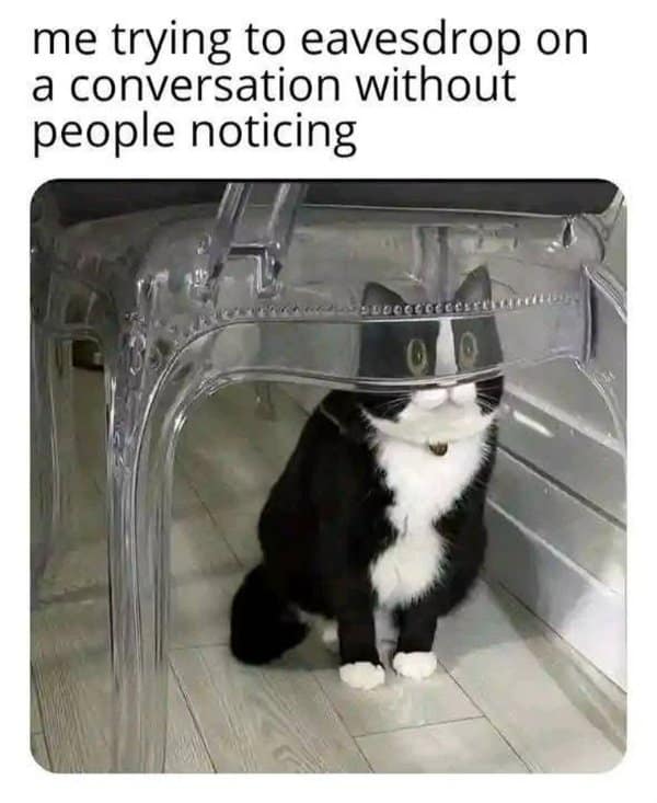 A classic meme of a cat with a distorted face from hiding under a clear plastic chair.