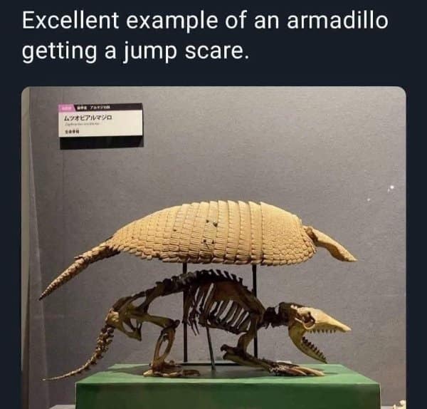 A classic meme of an armadillo skeleton that looks like it's having a jump scare.