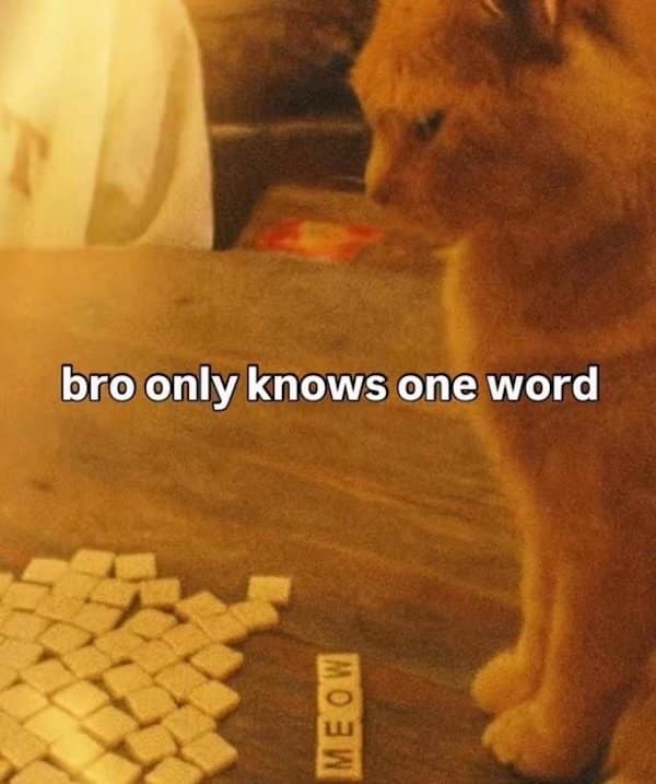 Orange cat stares at letter tiles on a table spelling “MEOW”; overlay text says he only knows one word.