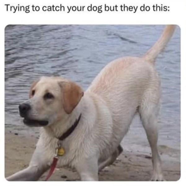 Wet yellow lab on a beach in a playful bow stance, ready to sprint away; caption laments trying to catch your dog when they do this.