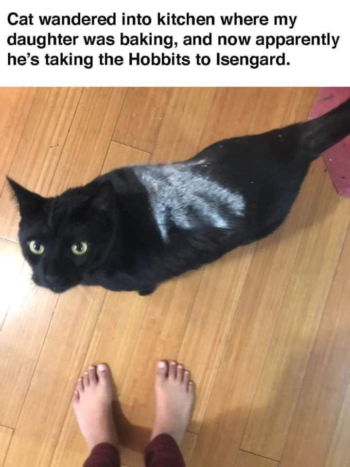 A funny classic meme of a black cat with a white flour handprint on its back, referencing The Lord of the Rings.